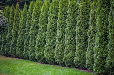 Arborvitae Removal