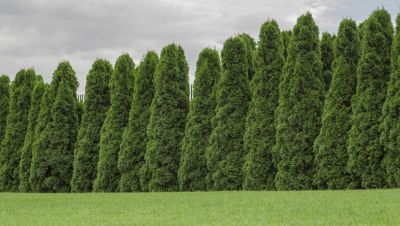Complete Our Contact Form to Request a Quote for Arborvitae Removal!