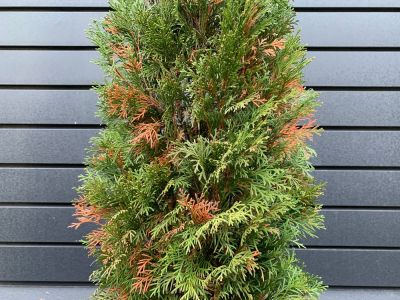 Get a Professional to Remove the Arborvitae!