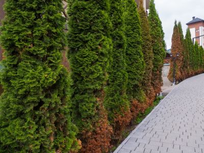 Remove Diseased Arborvitae!