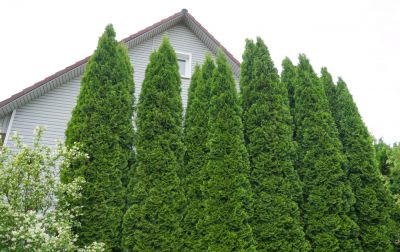 Remove Overcrowded Arborvitae!