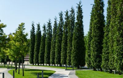 Allow the Arborvitae to Thrive