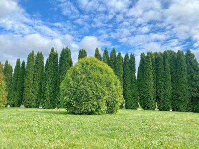 Keep the Arborvitae Well Maintained