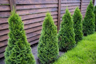 Promote Compact and Uniform Growth