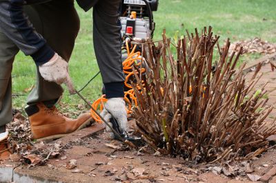 Bush Stump Removal - Bush Stump Removal Arlington, Virginia