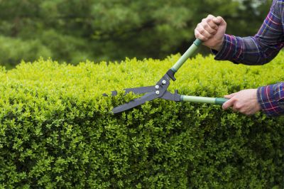 Get Dead, Diseased, or Overgrown Branches Removed!