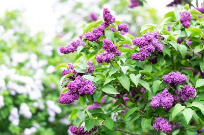 Lilac Bush Pruning