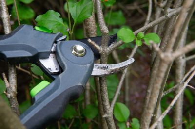 Give Your Lilac Bushes The Professional Help They Deserve!