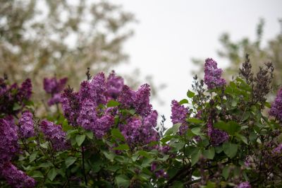 Remove Dead or Diseased Branches!
