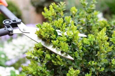 Shrub Trimming!