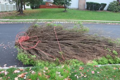 Maintain an Attractive Property with Shrub Removal!