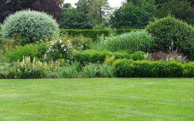 Healthy Shrubs