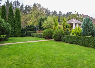 Shrub Trimming