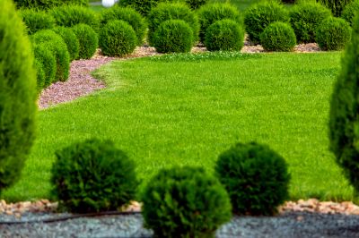 Trimming Produces New Growth
