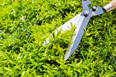 Improve the Appearance of Your Hedges!