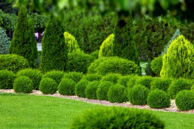 Get Special Trimming Techniques
