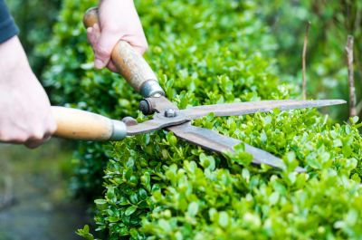 Landscape Hedge Trimming