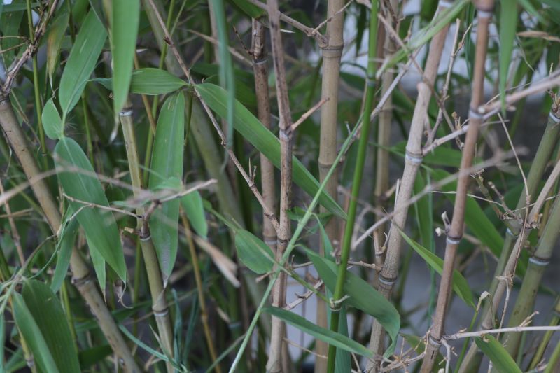 Bamboo Extermination