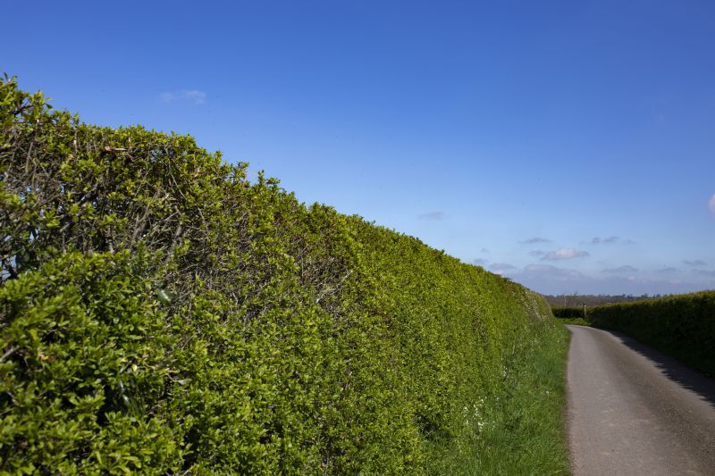 Privacy Hedge Planting in Ventura County, CA
