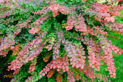 Japanese Barberry is an Invasive Plant!