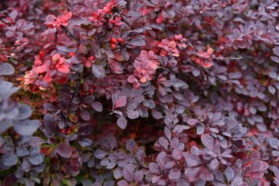 Japanese Barberry Removal