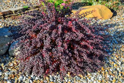 Preserve the Beauty of the Environment with Japanese Barberry Removal!