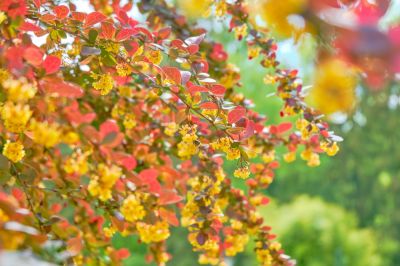 Remove Japanese Barberry Shrubs Because of the Painful Thorns!