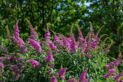 Butterfly Bush Removal