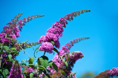 Butterfly Bush Trimming