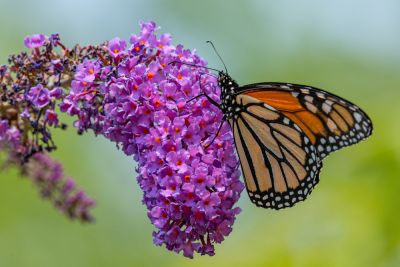 Improve Flower Growth and Foliage Density!