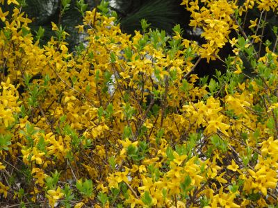 Forsythia Removal - Forsythia Removal Olympia, Washington