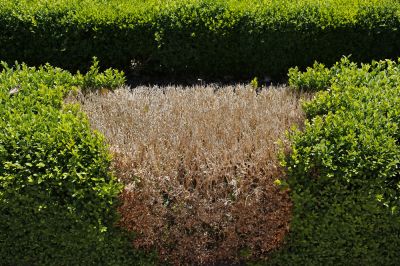 Remove Dead or Diseased Hedges!
