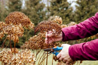 Get Dead or Diseased Plants Removed!