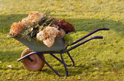 Hydrangea Removal