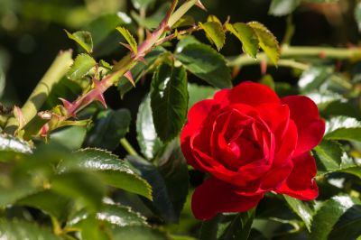 Get Dead, Diseased, or Overgrown Rose Bushes Removed