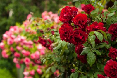 Rose Bush Removal