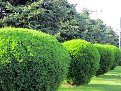 Promotes healthier growth of shrubs
