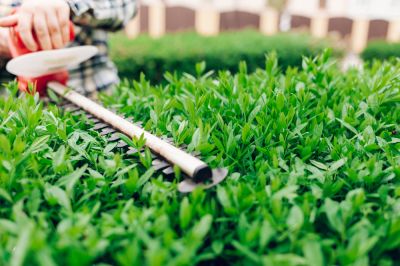 Shrub Maintenance - Shrub Maintenance Fort Collins, Colorado