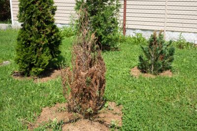 Remove Shrubs Due to Overgrowth, Expansion, or Disease!