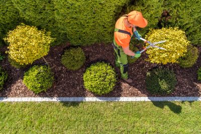 Lawn Shrubbery Care