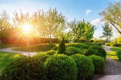 Enhances the aesthetic appearance of shrubs