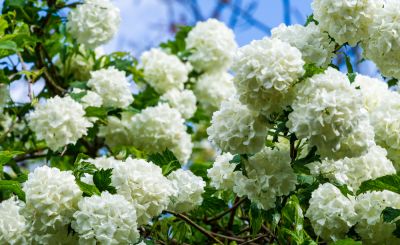 Maintain The Short and Long Term Health of Yor Viburnum!