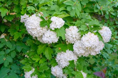 Shape and Trim Your Viburnum!