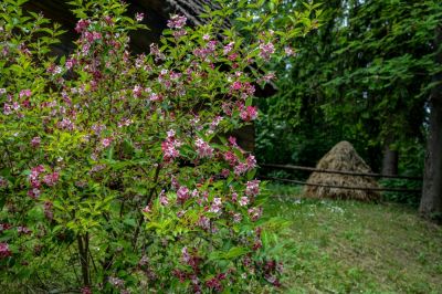 Get Diseased or Dead Weigelas Removed!