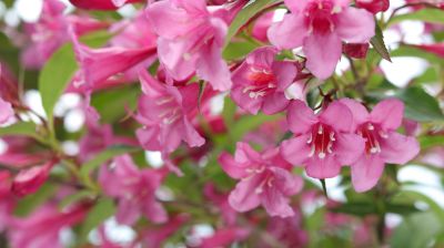 Improve Flower Production!