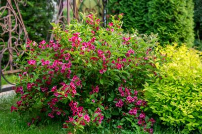 Keep Your Weigela Looking Neat and Well Maintained!