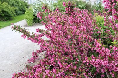 Manage Overgrown Branches and Prevent Disease!