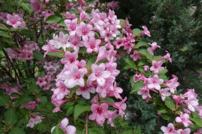 Weigela Trimming