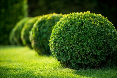 Increases flowering and visual appeal