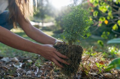 Planting Shrubbery!